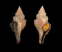  juvenile Urosalpinx sp.  (oyster drill) from Morris Island, Charleston Harbor, SC